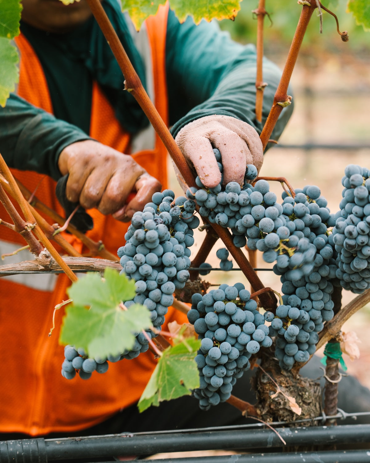 2026 Harvest at Clos du Val
