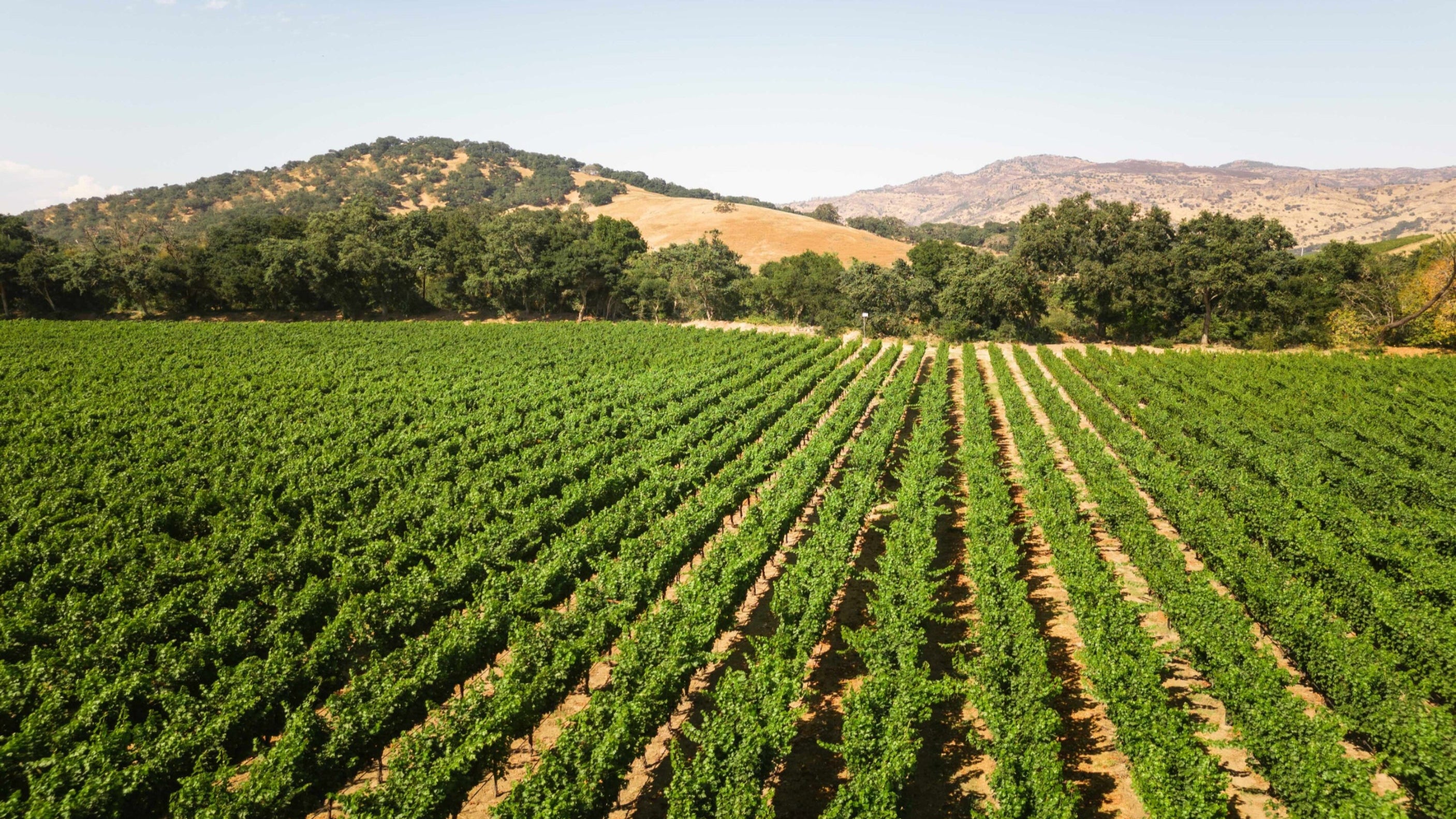 Wines – Clos Du Val