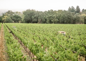 Clos du Val Press - Riverbend Vineyard