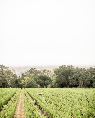 Clos du Val Timeline - 2014 - Riverbend Vineyard