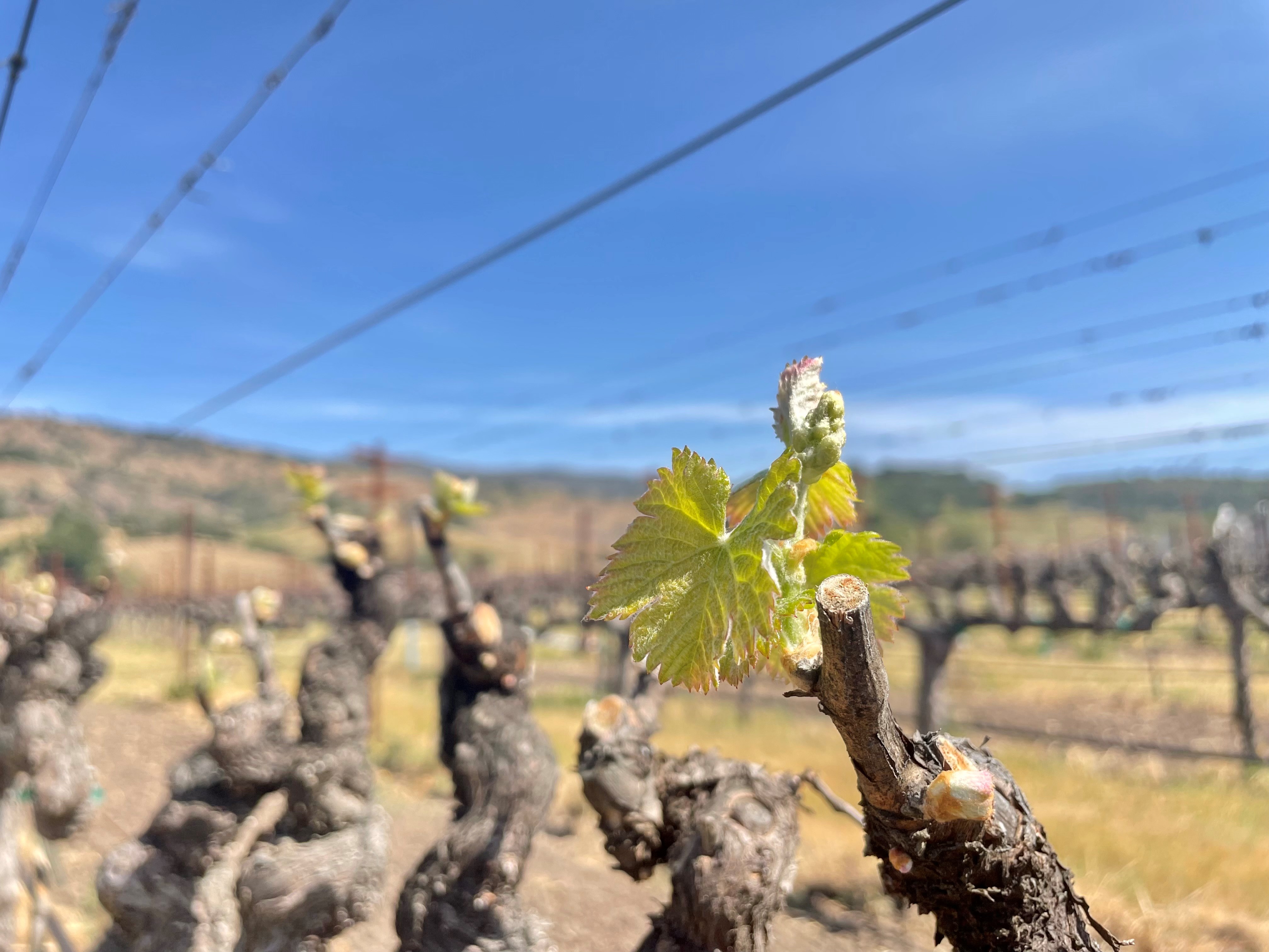 Hirondelle Vineyard - Bud Break